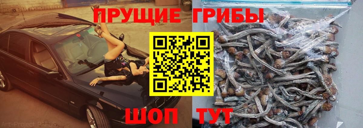 Реж  Псилоцибиновые грибы Psilocybe  Псилоцибиновые грибы Psilocybine cubensis  Вход с VPN 